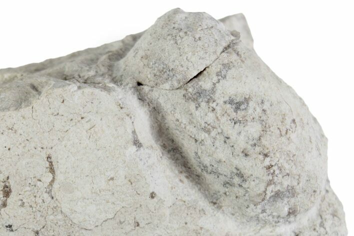 Eocene Fossil Snake Egg - Bouxwiller, France #366884